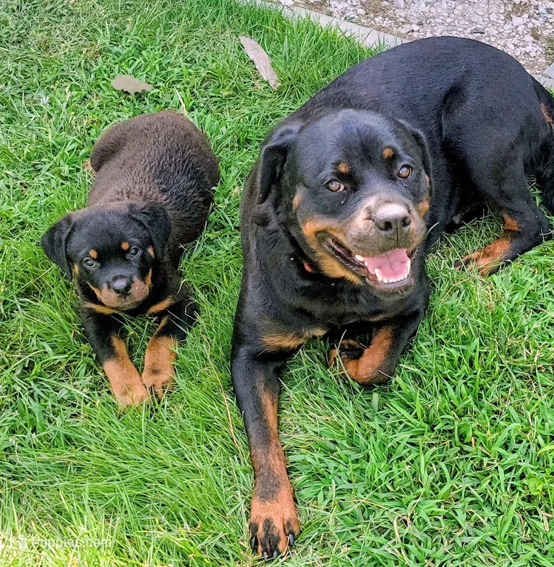 Shady – Rottweiler puppy for sale in Godfrey, IL
