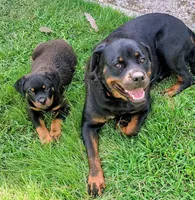 Shady, a male Rottweiler for sale in Godfrey, IL – 1 of 3