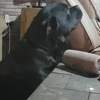 Shady, a male Rottweiler for sale in Godfrey, IL – 3 of 3