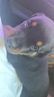 Basharsin, a male Rottweiler for sale in Kissimmee, FL – 1 of 6