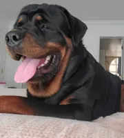 Basharsin, a male Rottweiler for sale in Kissimmee, FL – 4 of 6