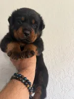 Puppy 5 , a male Rottweiler for sale in Kissimmee, FL – Photo 5 of 8