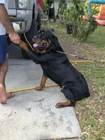 Puppy 5 , a male Rottweiler for sale in Kissimmee, FL – Photo 8 of 8