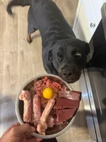 Puppy 5 , a male Rottweiler for sale in Kissimmee, FL – Photo 7 of 8