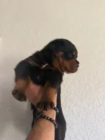 Puppy 5 , a male Rottweiler for sale in Kissimmee, FL – Photo 3 of 8