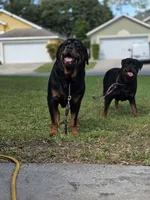 Puppy 5 , a male Rottweiler for sale in Kissimmee, FL – Photo 2 of 8