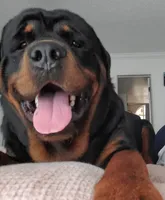 Basharsin, a male Rottweiler for sale in Kissimmee, FL – 5 of 6