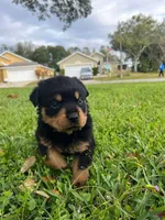 Puppy 6, a female Rottweiler for sale in Kissimmee, FL – Photo 2 of 7