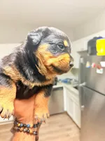 Puppy 6, a female Rottweiler for sale in Kissimmee, FL – Photo 6 of 7