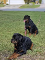 Puppy 6, a female Rottweiler for sale in Kissimmee, FL – Photo 5 of 7