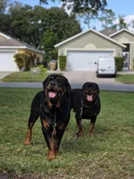 Puppy 6, a female Rottweiler for sale in Kissimmee, FL – Photo 4 of 7