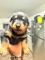 Puppy 6, a female Rottweiler for sale in Kissimmee, FL – Photo 3 of 7