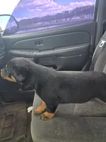 Basharsin, a male Rottweiler for sale in Kissimmee, FL – 2 of 6