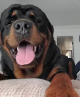 Sugar , a female Rottweiler for sale in Kissimmee, FL – 2 of 3
