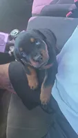 Basharsin, a male Rottweiler for sale in Kissimmee, FL – 3 of 6