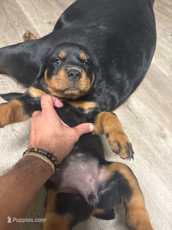 Sugar  – Rottweiler puppy for sale in Kissimmee, FL