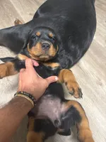 Sugar , a female Rottweiler for sale in Kissimmee, FL – 1 of 3
