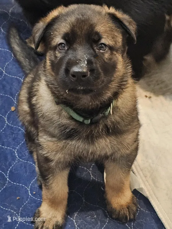 Blue collar male – German Shepherd Dog puppy for sale in Florence, AL