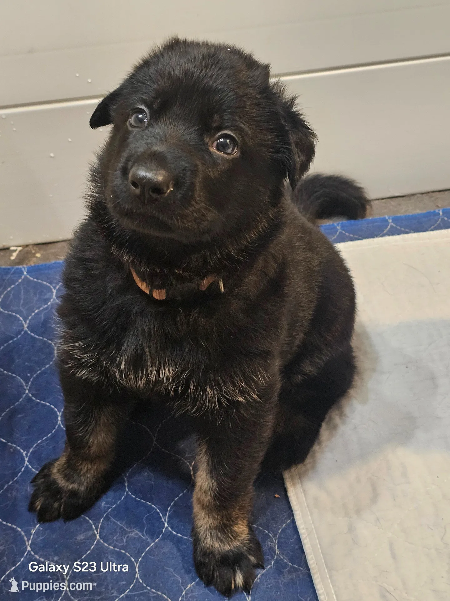 Brown collar , a female German Shepherd Dog for sale in Florence, AL – Photo 2 of 3