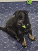Lime green female, a female German Shepherd Dog for sale in Florence, AL – 2 of 2