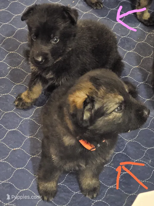 Orange female – German Shepherd Dog puppy for sale in Florence, AL