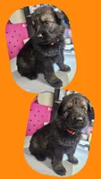 Orange female, a female German Shepherd Dog for sale in Florence, AL – 2 of 2