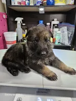 Light Blue male, a male German Shepherd Dog for sale in Florence, AL – 3 of 4