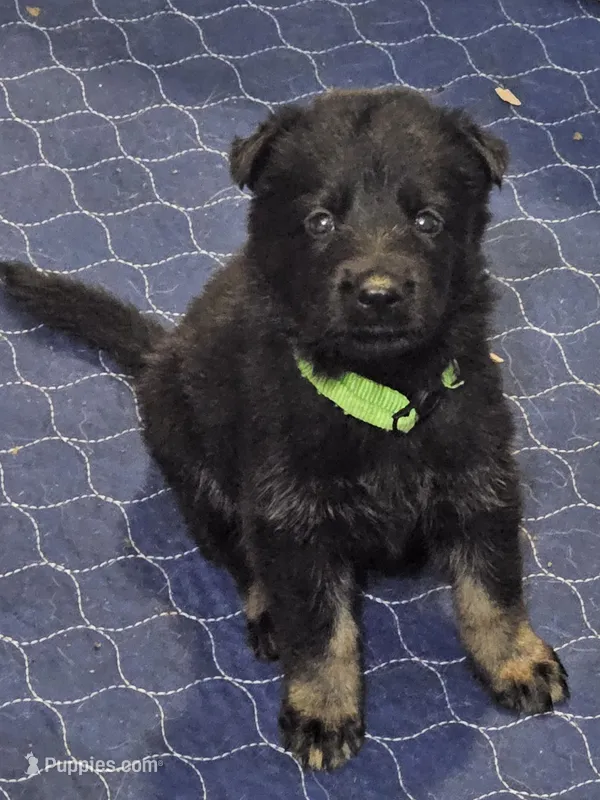 Lime green female – German Shepherd Dog puppy for sale in Florence, AL