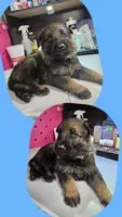 Light Blue male, a male German Shepherd Dog for sale in Florence, AL – 4 of 4
