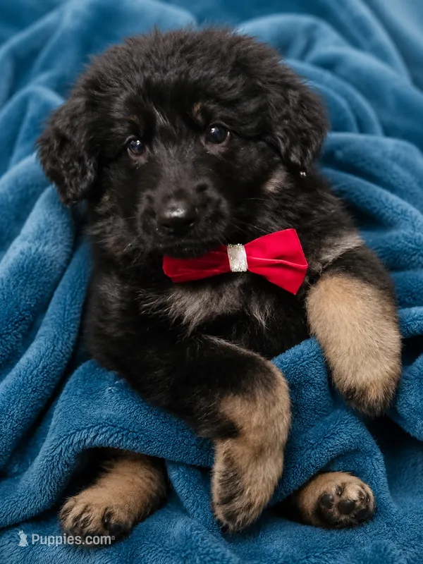 Blue – German Shepherd Dog puppy for sale in Florence, AL
