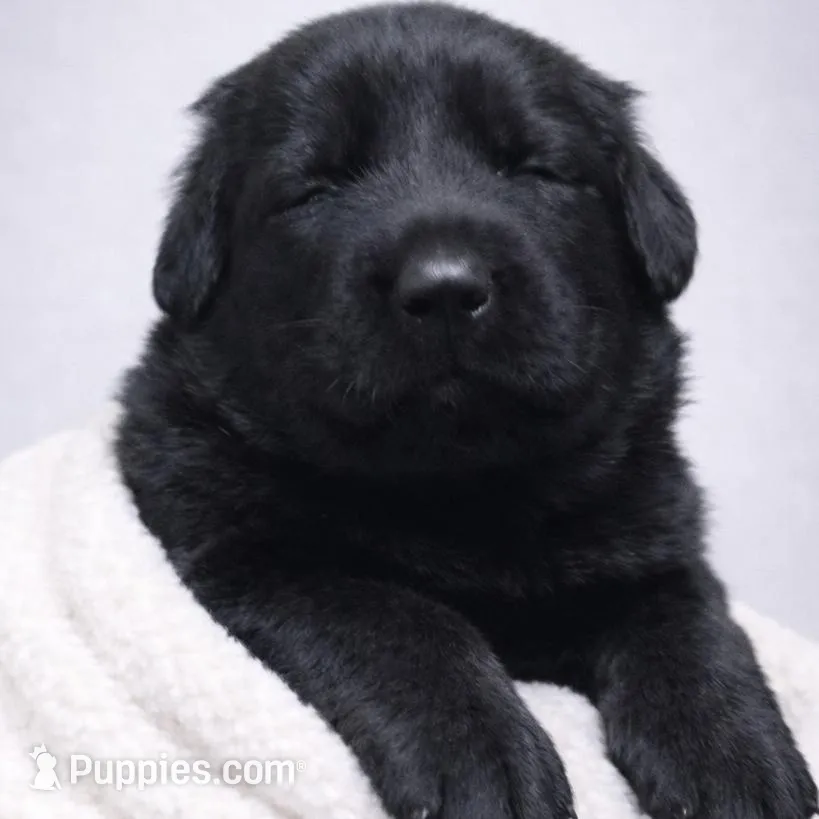 Black female (Kava pup) – German Shepherd Dog puppy for sale in Florence, AL