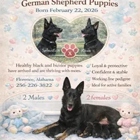 Black female (Kava pup), a female German Shepherd Dog for sale in Florence, AL – Photo 2 of 3