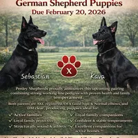 Black female (Kava pup), a female German Shepherd Dog for sale in Florence, AL – Photo 3 of 3