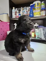 Blue, a male German Shepherd Dog for sale in Florence, AL – 2 of 4