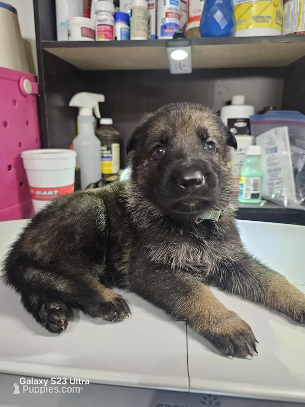Light Blue male – German Shepherd Dog puppy for sale in Florence, AL
