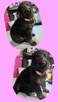 Pink female, a female German Shepherd Dog for sale in Florence, AL – 2 of 2