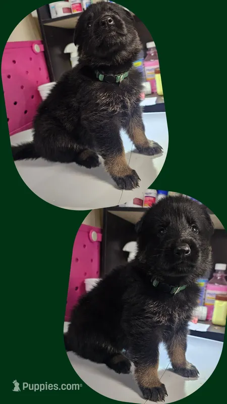 Green female – German Shepherd Dog puppy for sale in Florence, AL