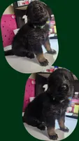 Green female, a female German Shepherd Dog for sale in Florence, AL – 1 of 1