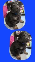 Blue, a male German Shepherd Dog for sale in Florence, AL – 4 of 4