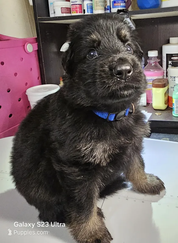 Blue – German Shepherd Dog puppy for sale in Florence, AL