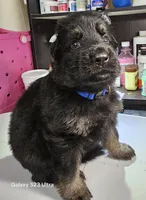 Blue, a male German Shepherd Dog for sale in Florence, AL – 1 of 4