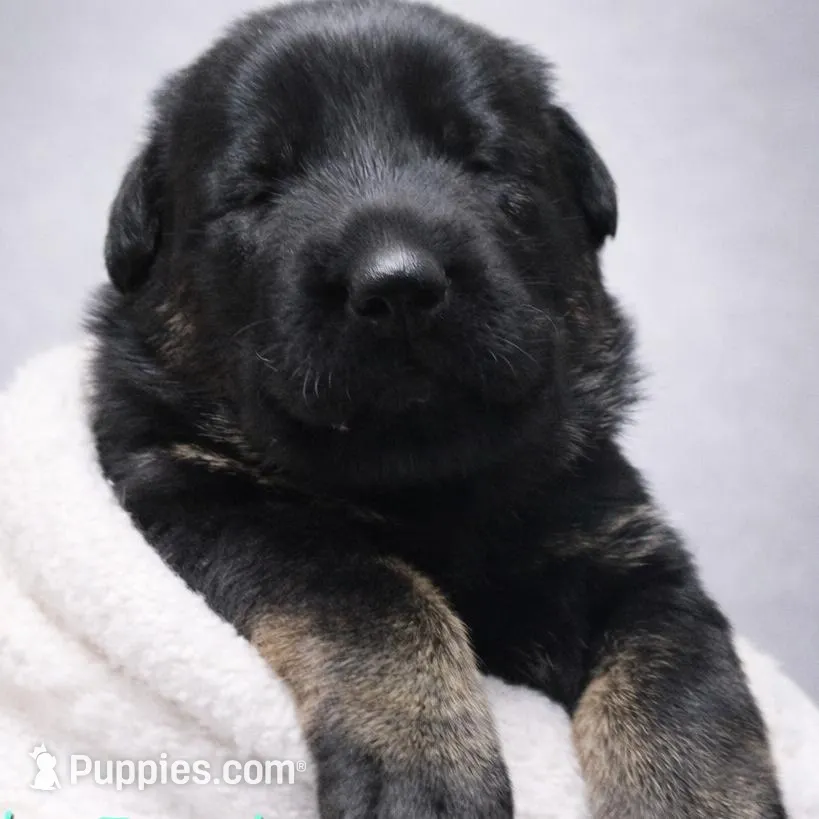 Bicolor female (Kava pup) – German Shepherd Dog puppy for sale in Florence, AL