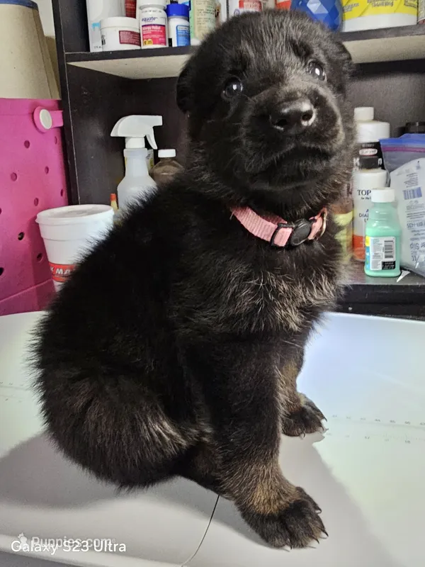 Pink female – German Shepherd Dog puppy for sale in Florence, AL