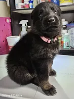 Pink female, a female German Shepherd Dog for sale in Florence, AL – 1 of 2