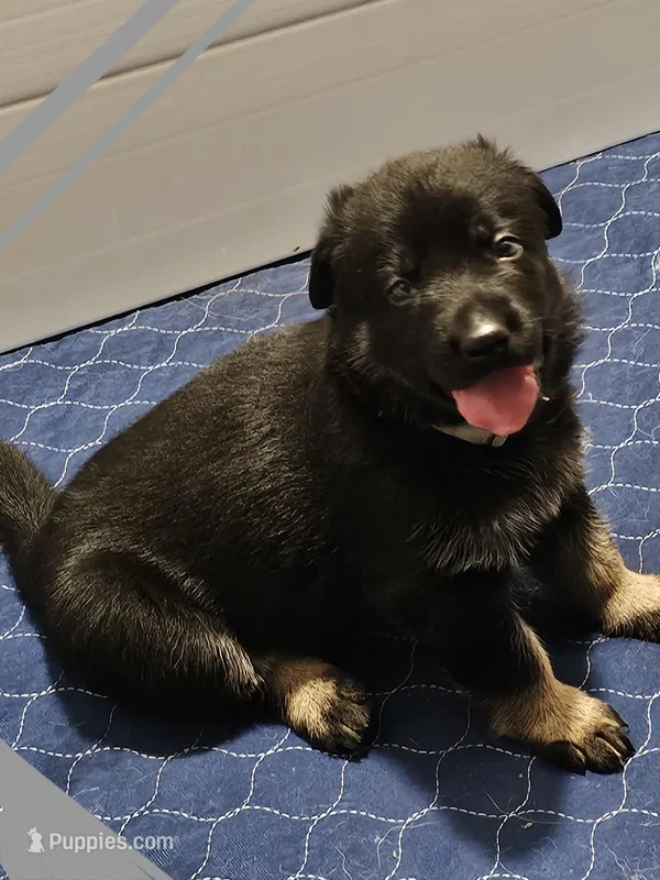 Grey collar  – German Shepherd Dog puppy for sale in Florence, AL