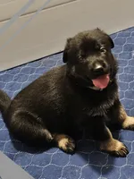 Grey collar , a female German Shepherd Dog for sale in Florence, AL – 1 of 1