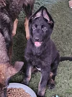 Willow, a female German Shepherd Dog for sale in Florence, AL – 6 of 6