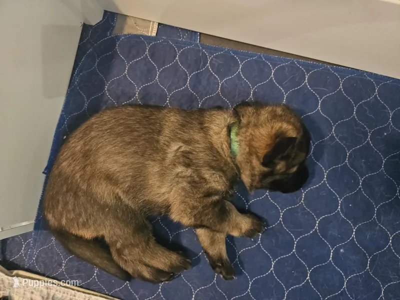 Green ❤️ – German Shepherd Dog puppy for sale in Florence, AL