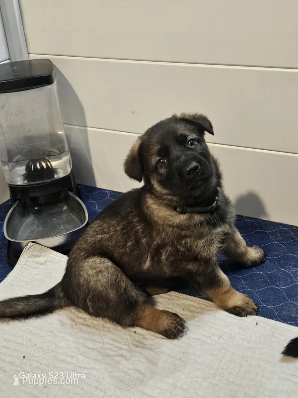 Green ❤️ – German Shepherd Dog puppy for sale in Florence, AL