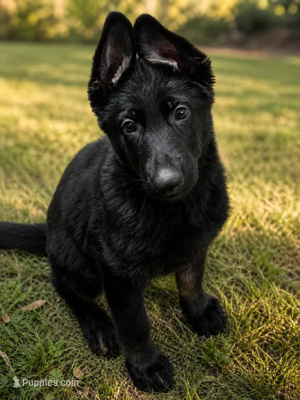Willow – German Shepherd Dog puppy for sale in Florence, AL